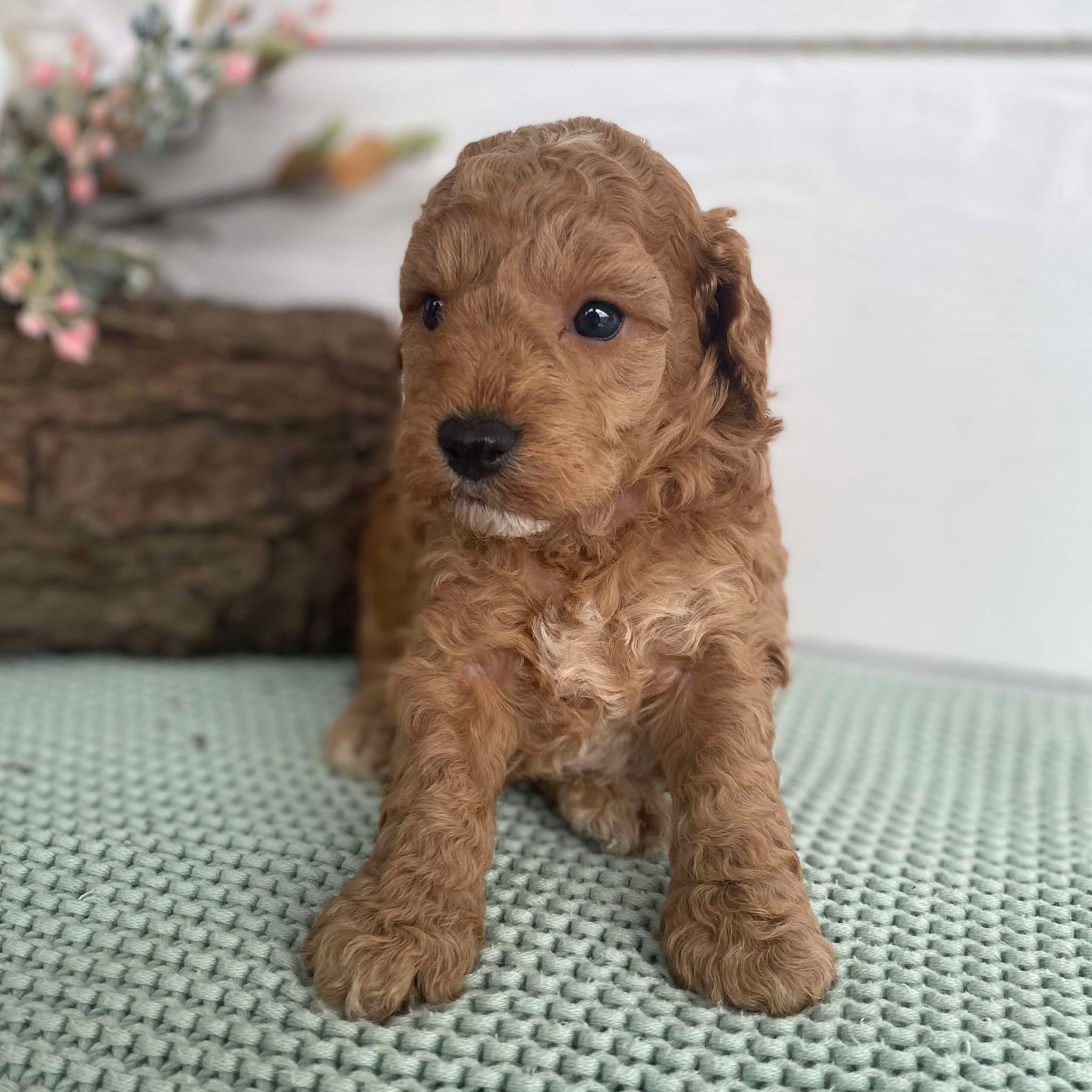 Spoodle Mini Female Sienna - Available to Adopt 22nd Jan 2025