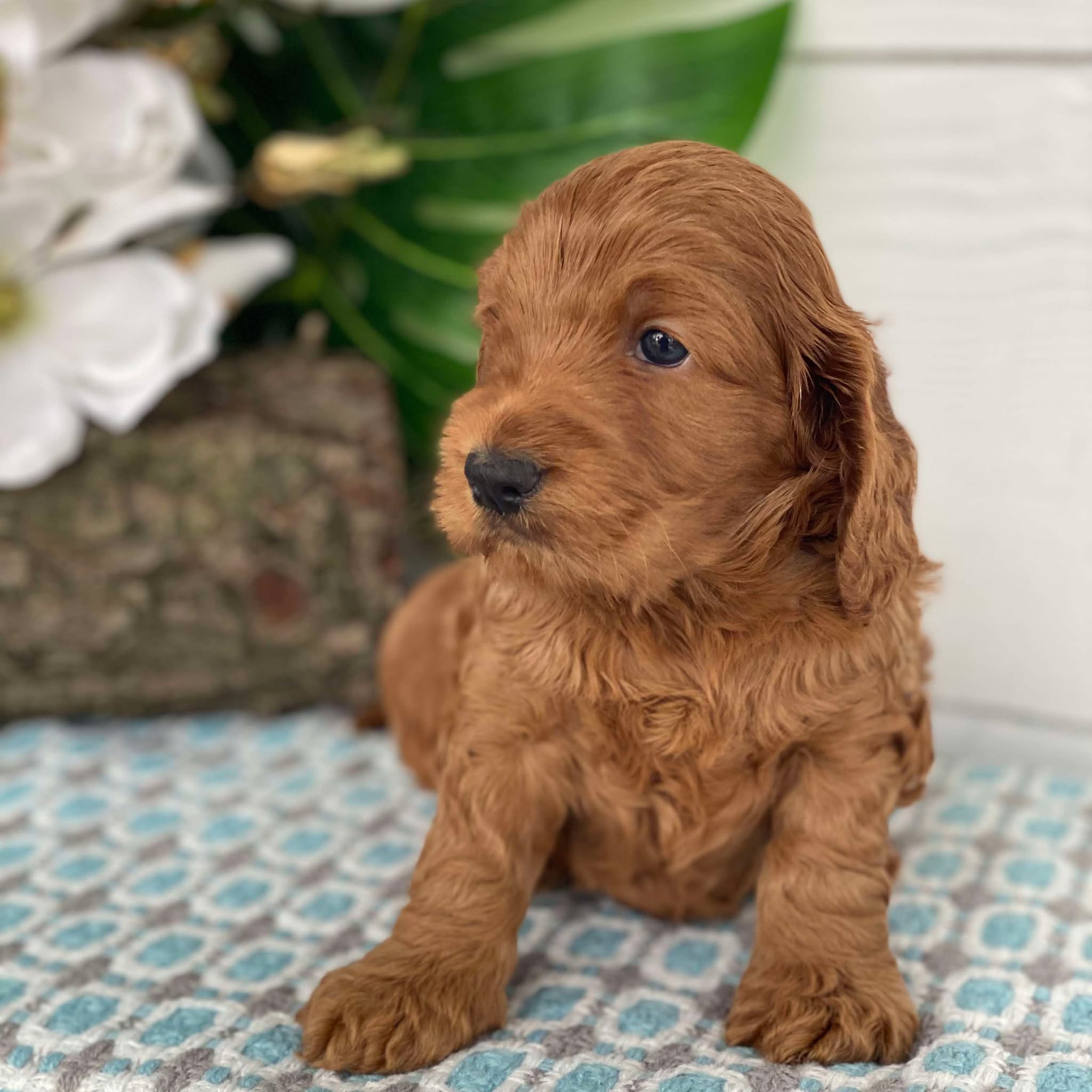 Spoodle Mini Male Herby - Available to Adopt 21st Jan 2025