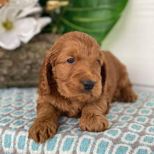 Spoodle Mini Male Herby - Available to Adopt 21st Jan 2025