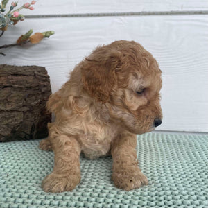 Spoodle Mini Female Stormy - Available to Adopt 22nd Jan 2025