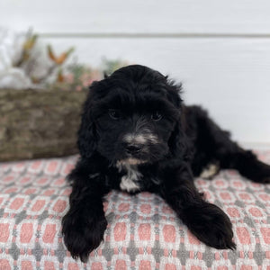 Cavoodle Mini Female Heidi - Available Now to Adopt