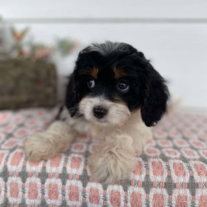 Cavoodle Mini Female Honey - Available Now to Adopt