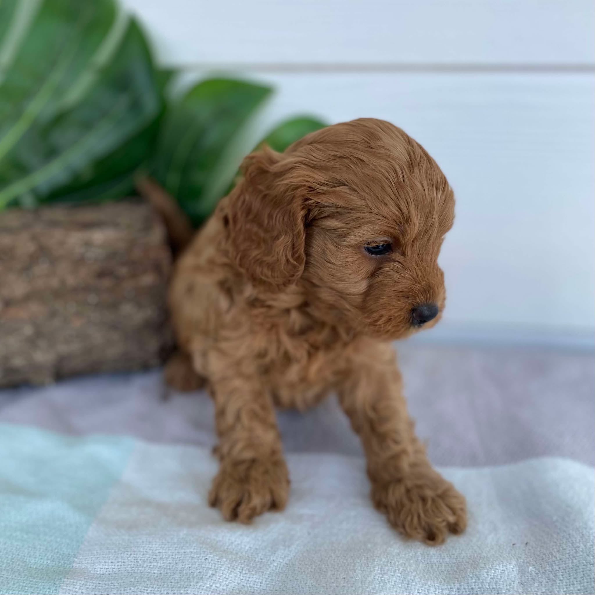 Cavoodle Mini Male Augie - Available to Adopt 31st Jan