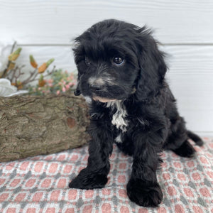 Cavoodle Mini Female Heidi - Available Now to Adopt