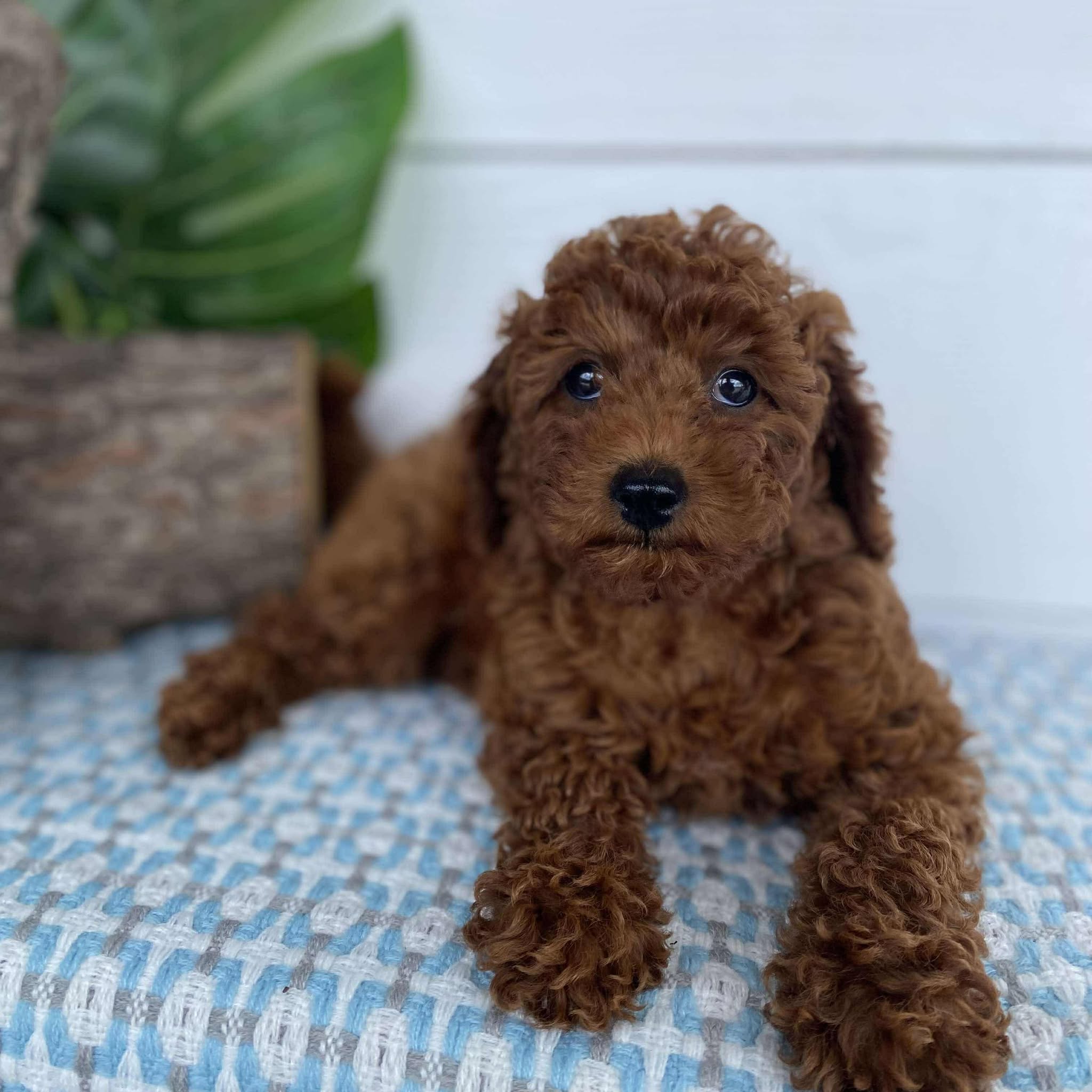 Cavoodle Toy Male Buddy - Available Now to Adopt