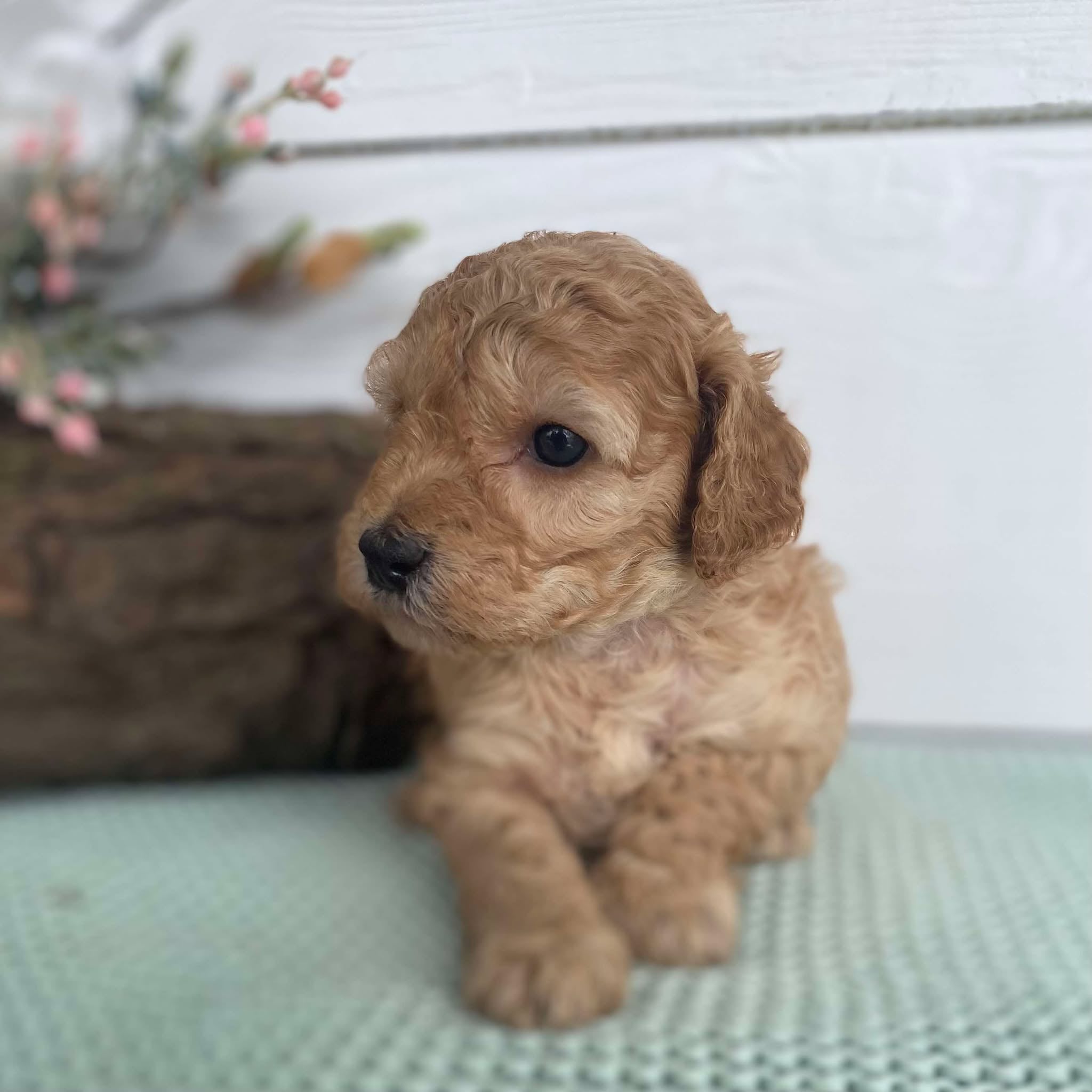 Spoodle Mini Female Stormy - Available to Adopt 22nd Jan 2025