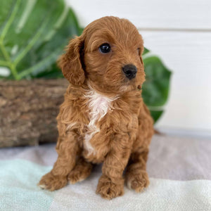 Cavoodle Mini Male Alfie - Available to Adopt 31st Jan