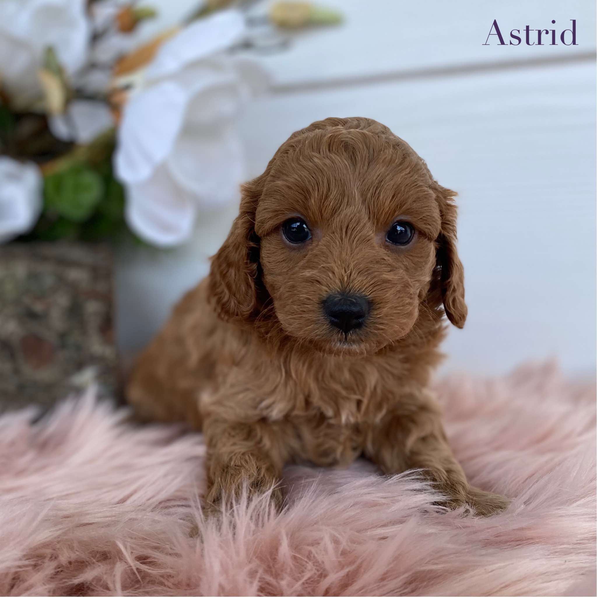 Cavoodle Mini Female Astrid - Available to Adopt 31st Jan