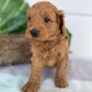 Cavoodle Mini Male Augie - Available to Adopt 31st Jan