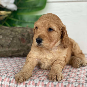 Spoodle Mini Female Holly - Available to Adopt 21st Jan 2025