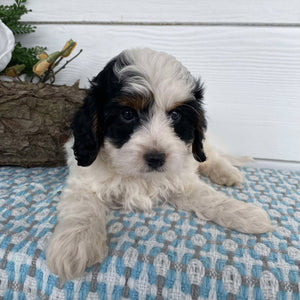 Cavoodle Mini Male Harvey - Available to Now to Adopt