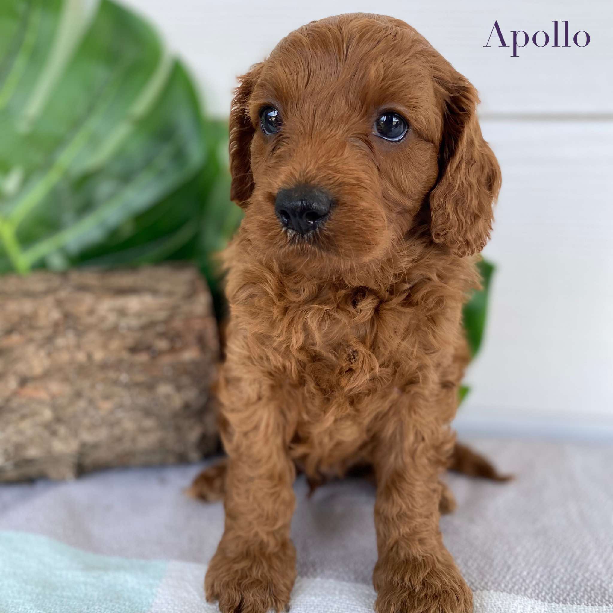 Cavoodle Mini Male Apollo - Available to Adopt 31st Jan