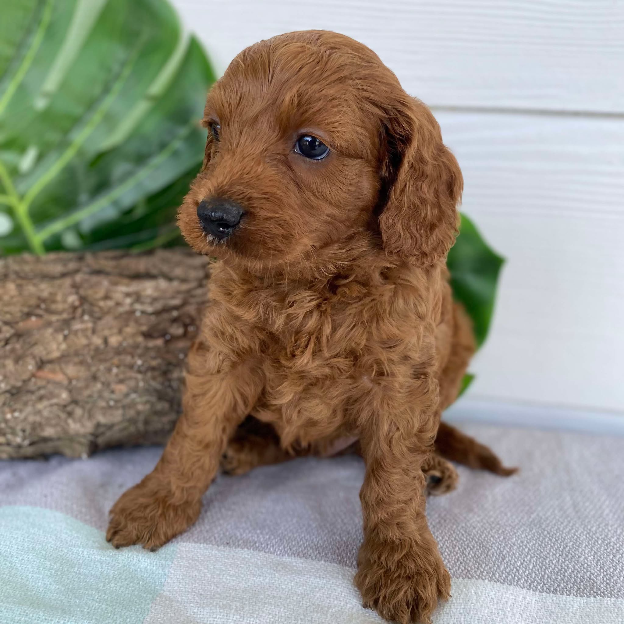 Cavoodle Mini Male Apollo - Available to Adopt 31st Jan