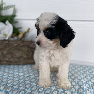 Cavoodle Mini Male Harvey - Available to Now to Adopt