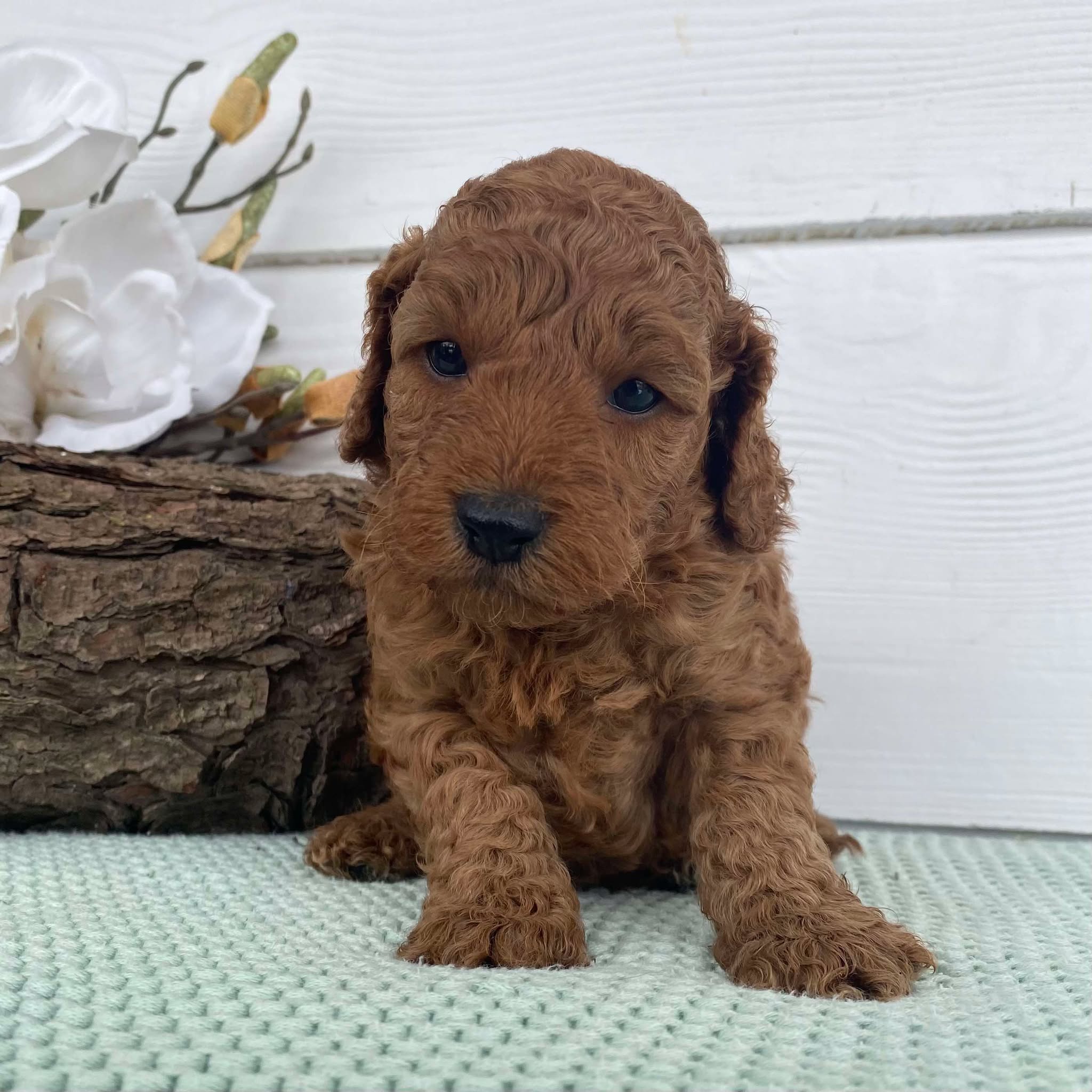 Spoodle Mini Male Snoopy - Available to Adopt 22nd Jan 2025