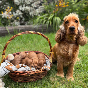 Spoodle Mini Male Marvel - Available to Adopt 21st Jan 2025