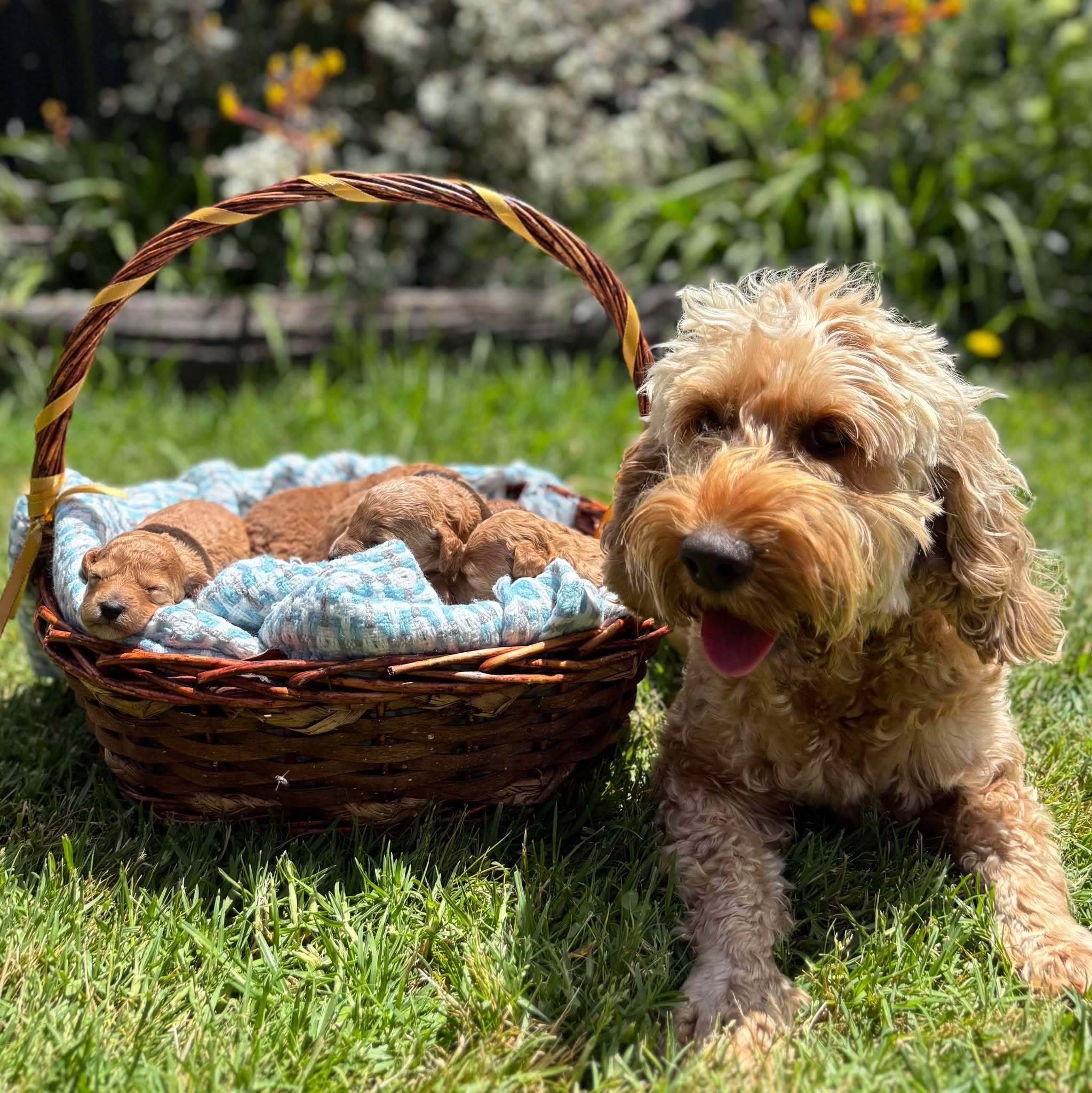 Spoodle Mini Female Sienna - Available to Adopt 22nd Jan 2025