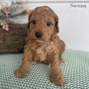 Spoodle Mini Female Sienna - Available to Adopt 22nd Jan 2025