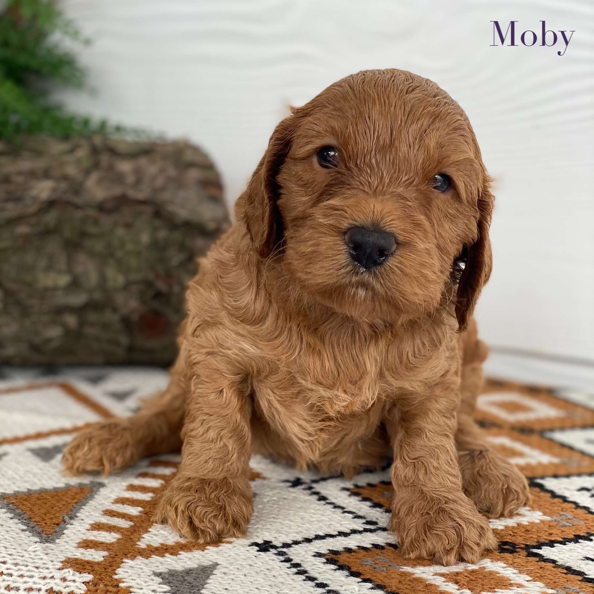 Spoodle Mini Male Moby - Available to Adopt 21st Jan 2025