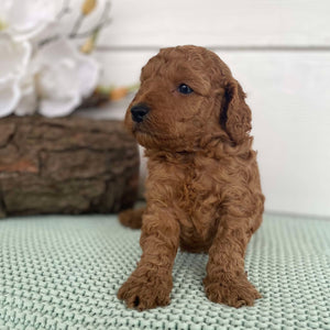 Spoodle Mini Male Snoopy - Available to Adopt 22nd Jan 2025