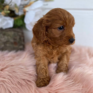 Cavoodle Mini Female Ariel - Available to Adopt 31st Jan