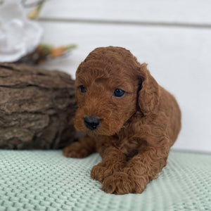 Spoodle Mini Male Simba - Available to Adopt 22nd Jan 2025