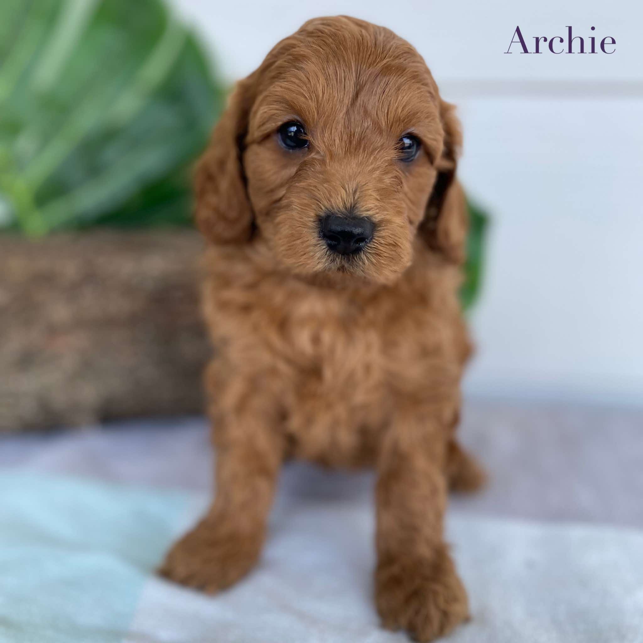 Cavoodle Mini Male Archie - Available to Adopt 31st Jan