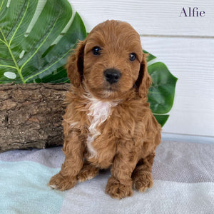 Cavoodle Mini Male Alfie - Available to Adopt 31st Jan