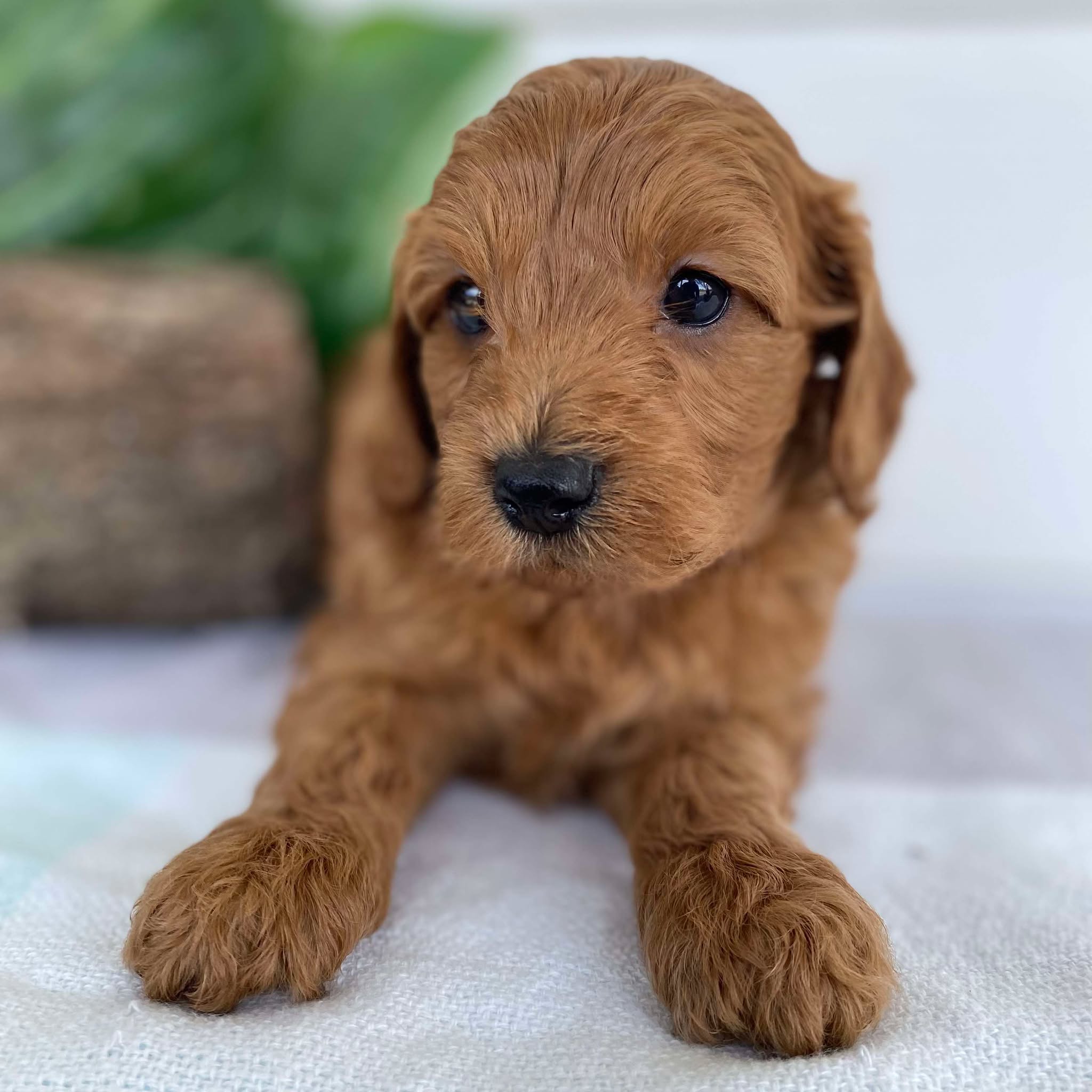 Cavoodle Mini Male Archie - Available to Adopt 31st Jan