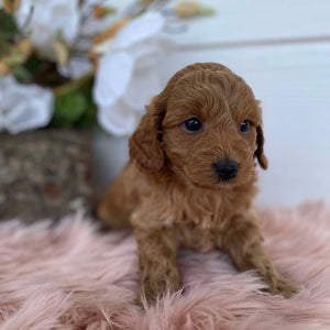 Cavoodle Mini Female Astrid - Available to Adopt 31st Jan