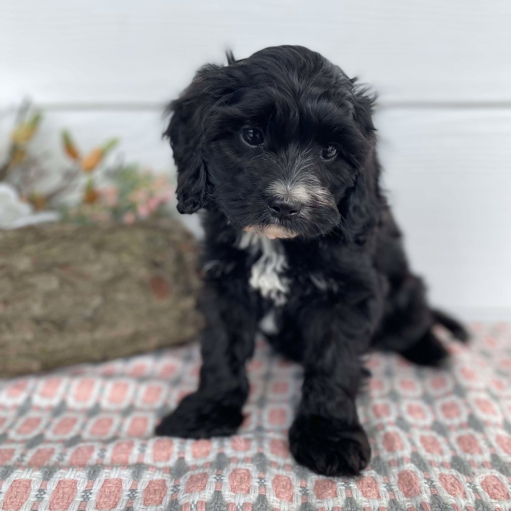 Cavoodle Mini Female Heidi - Available Now to Adopt