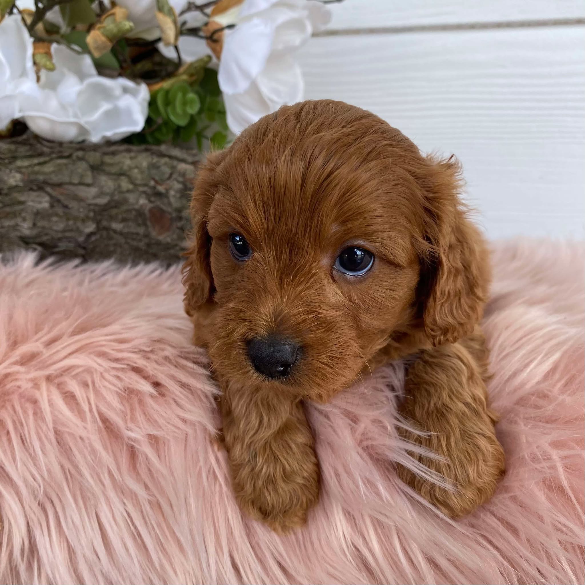 Cavoodle Mini Female Ariel - Available to Adopt 31st Jan