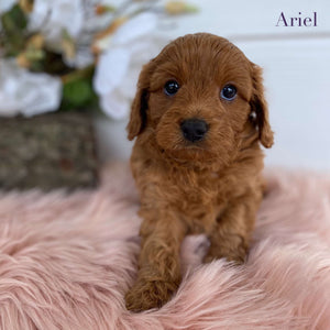 Cavoodle Mini Female Ariel - Available to Adopt 31st Jan