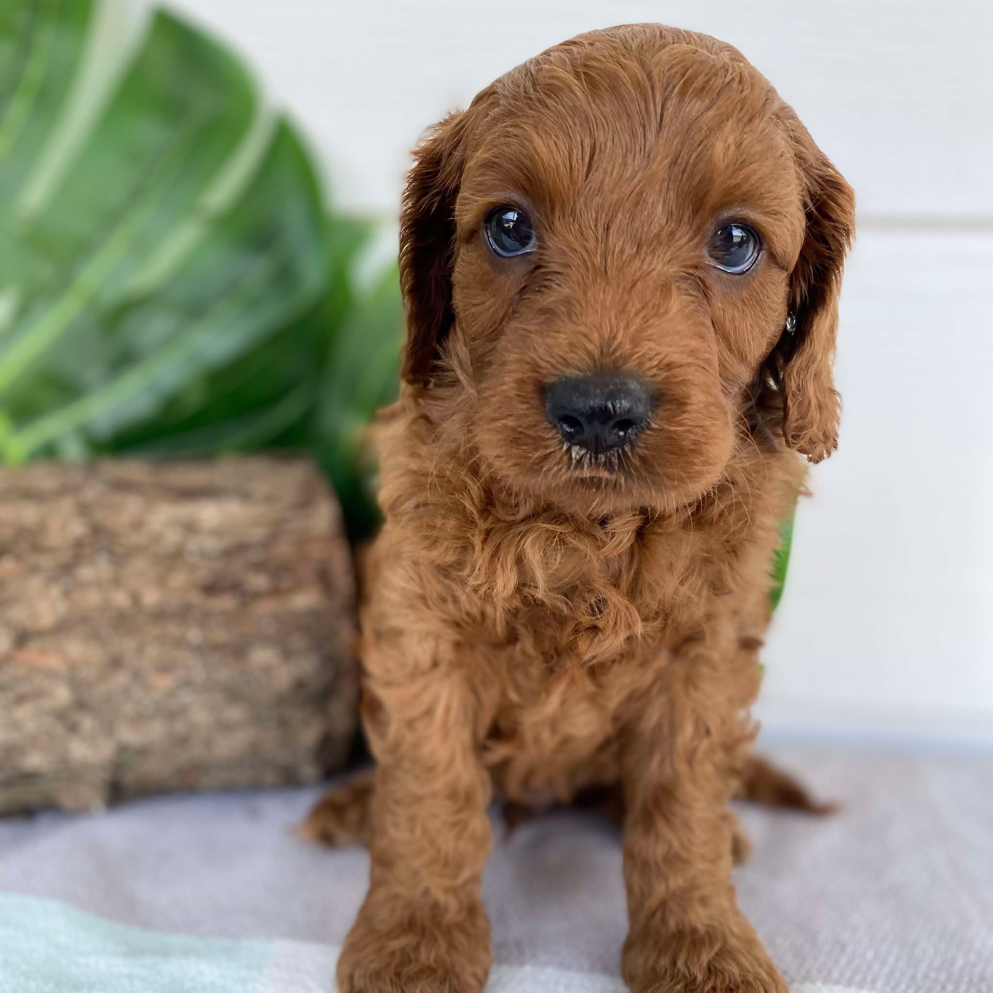 Cavoodle Mini Male Apollo - Available to Adopt 31st Jan