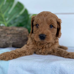 Cavoodle Mini Male Augie - Available to Adopt 31st Jan