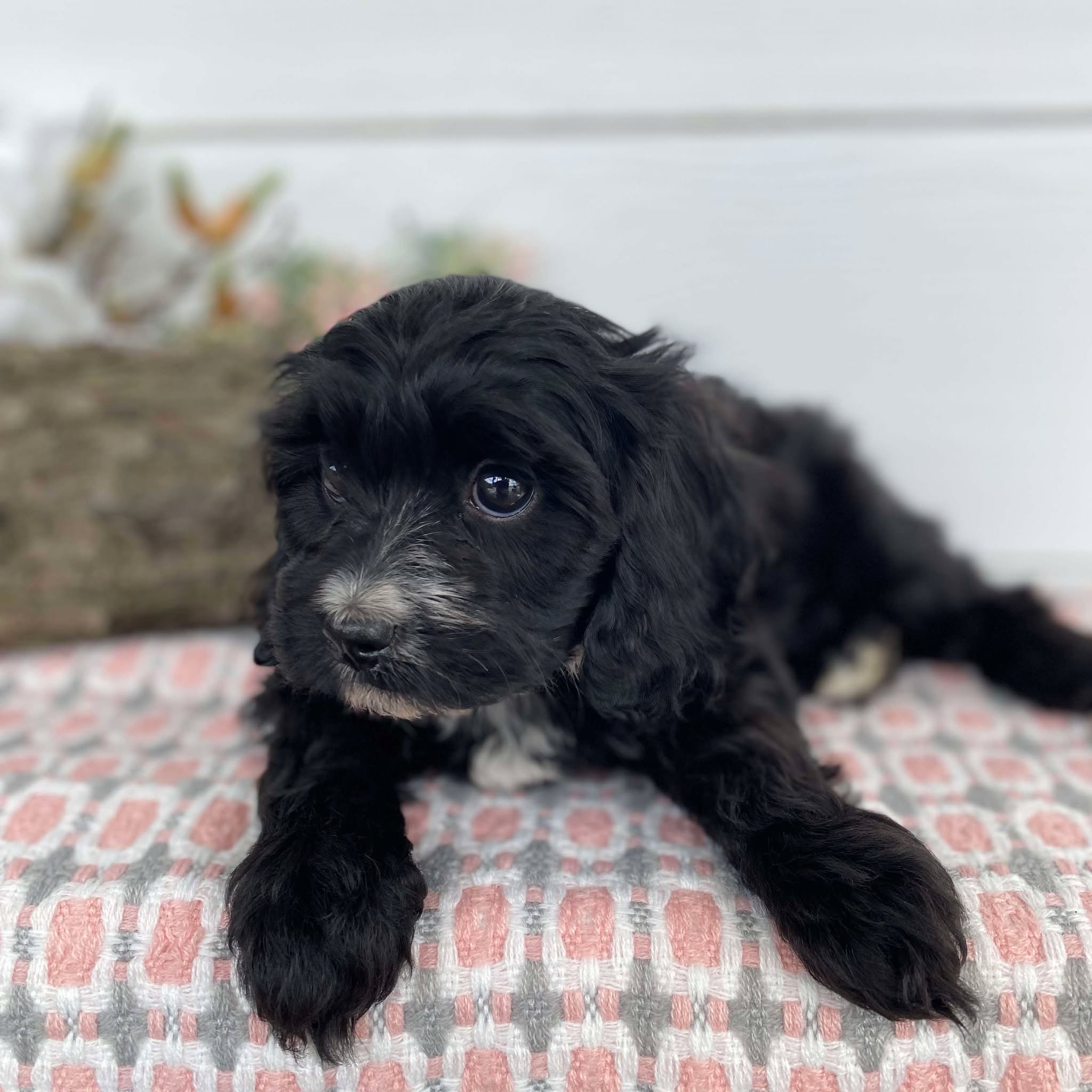 Cavoodle Mini Female Heidi - Available Now to Adopt