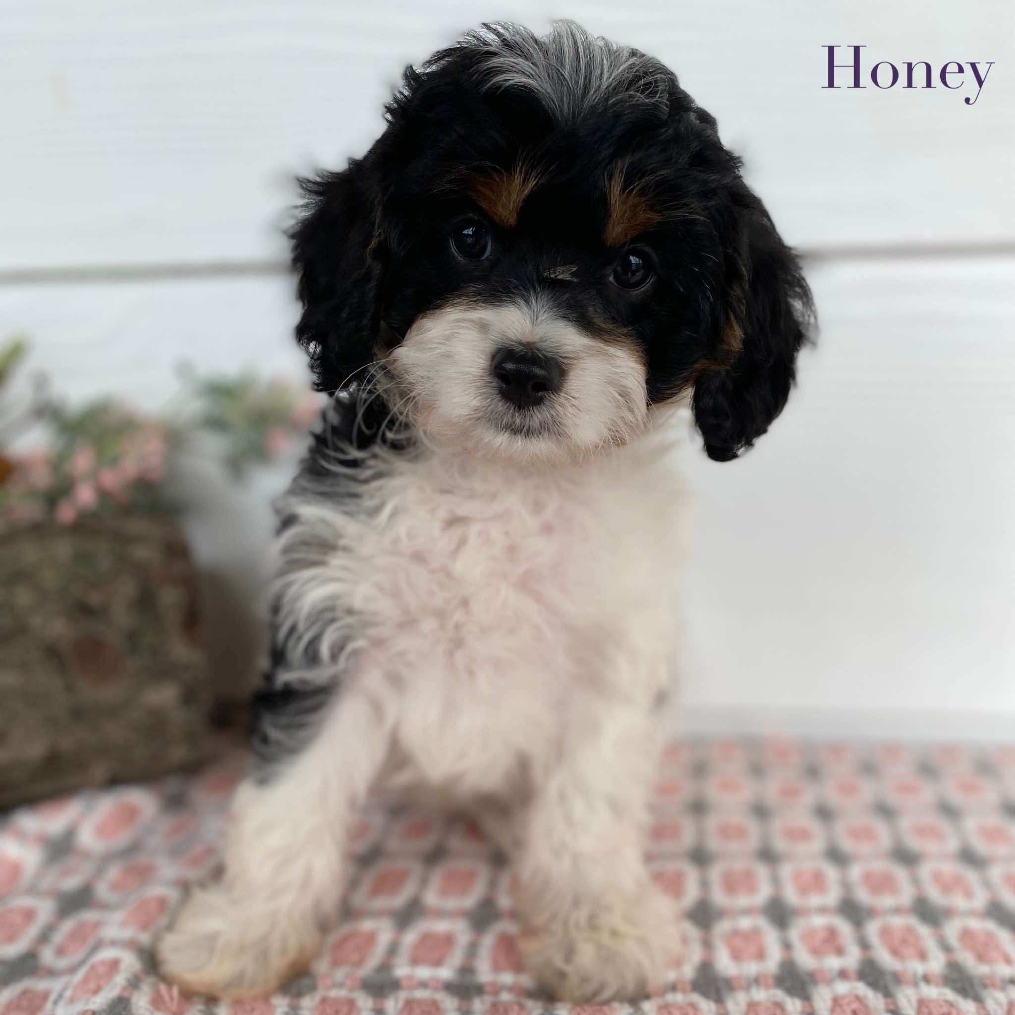 Cavoodle Mini Female Honey - Available Now to Adopt