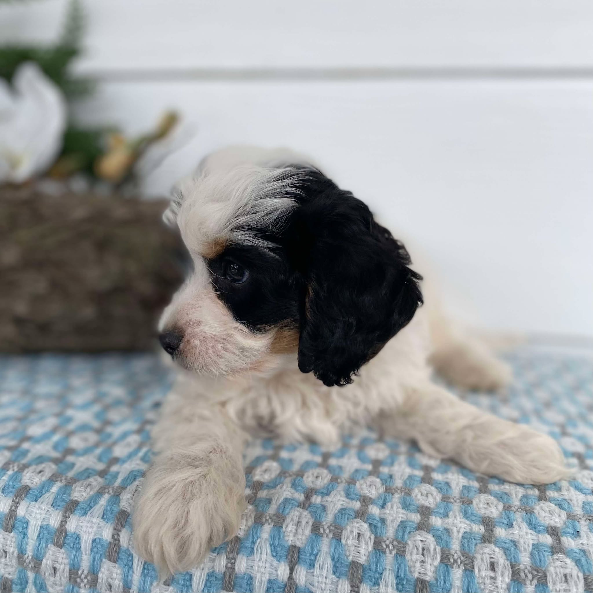 Cavoodle Mini Male Harvey - Available to Now to Adopt