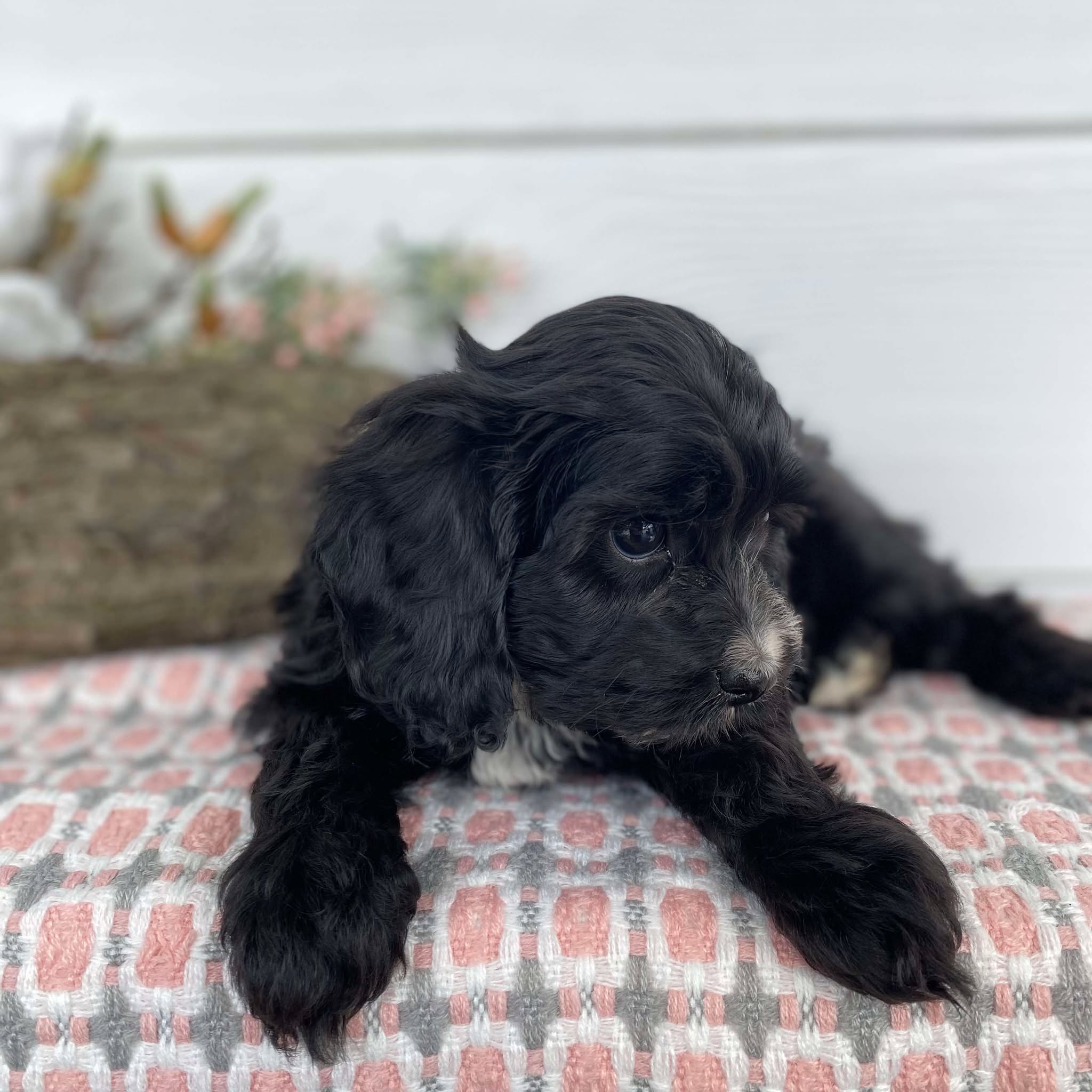 Cavoodle Mini Female Heidi - Available Now to Adopt