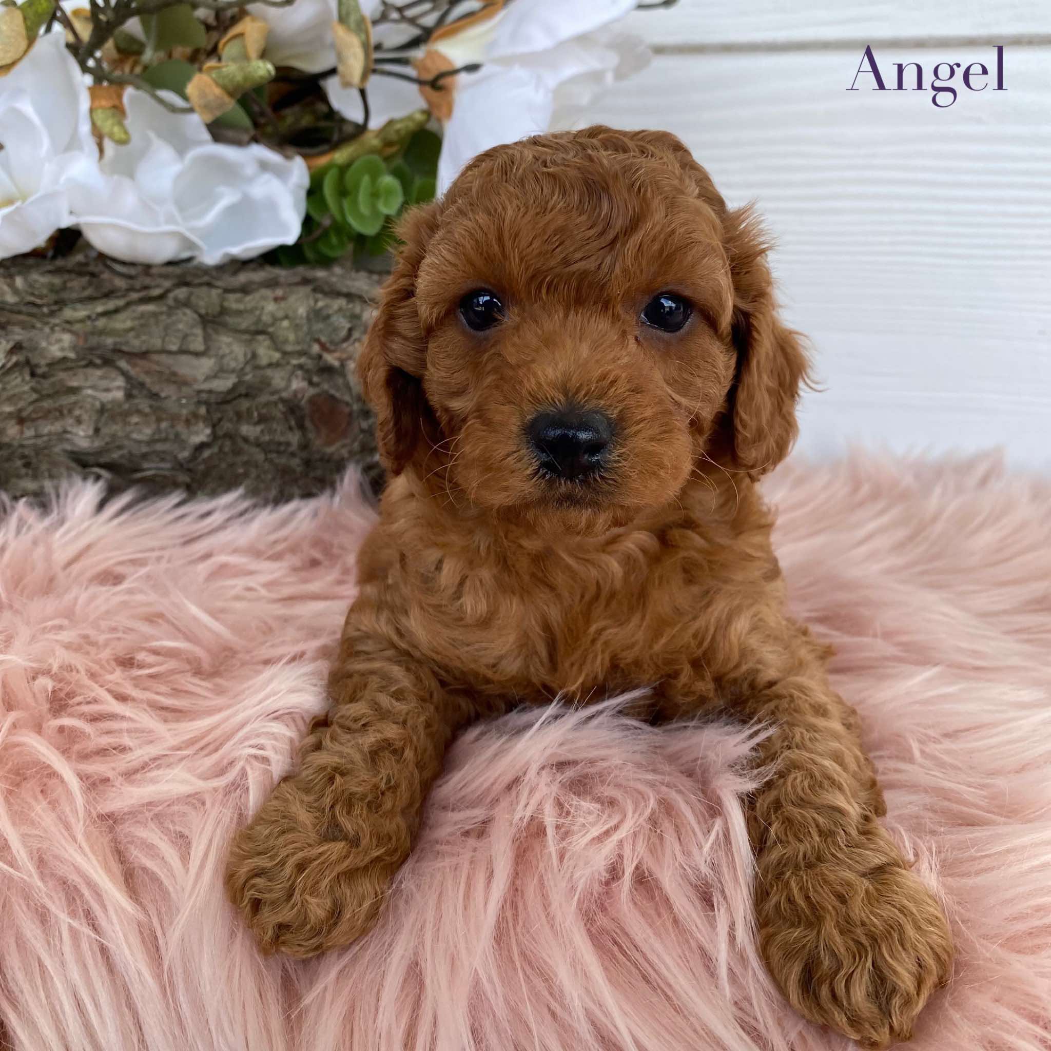 Cavoodle Mini Female Angel - Available to Adopt 31st Jan