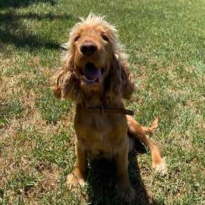 Spoodle Mini Female Bubbles - Adopted
