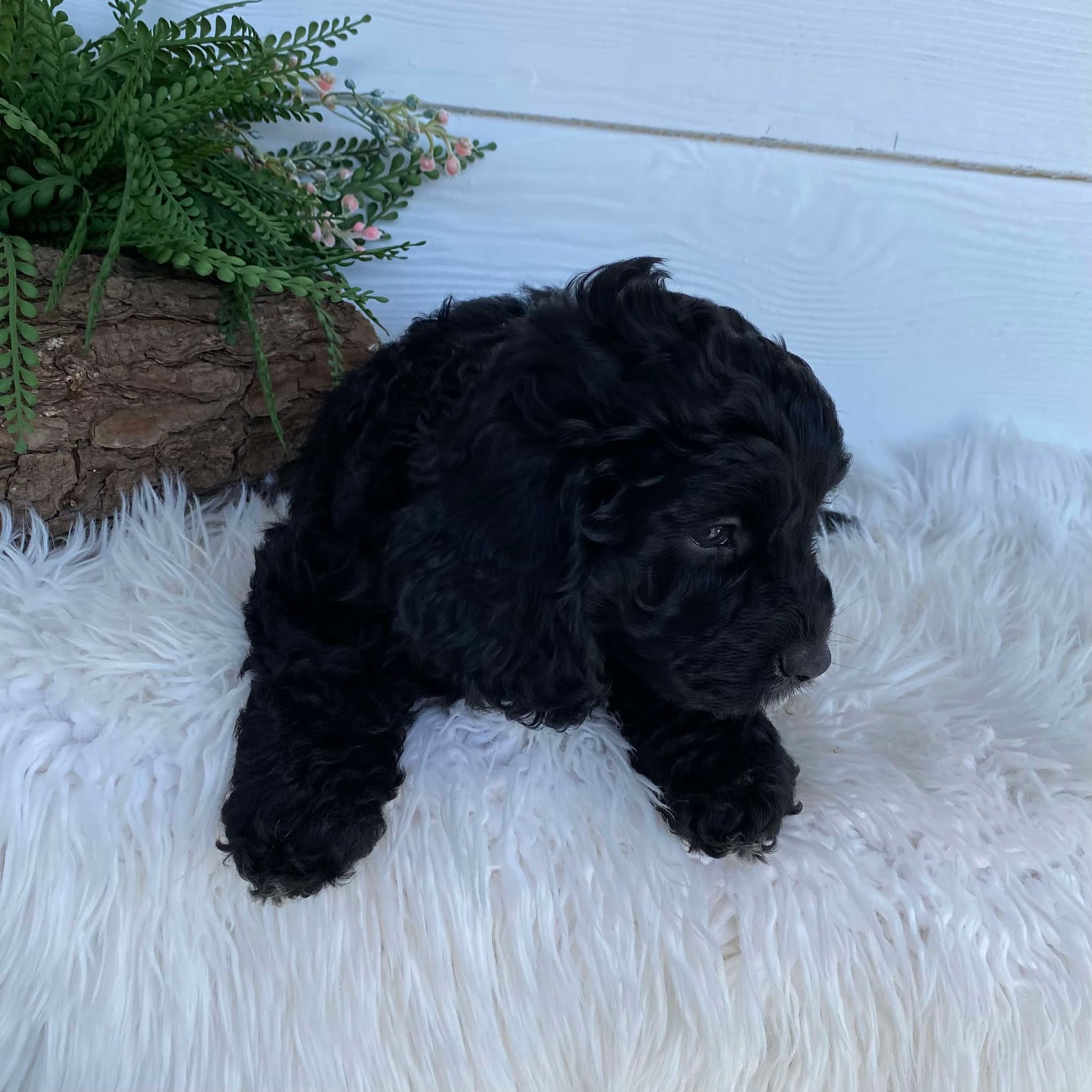 Cavoodle X Mini Male Wizard - Available to Adopt 9th March 2025