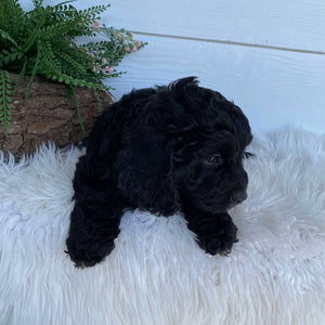 Cavoodle X Mini Male Wizard - Available to Adopt 9th March 2025