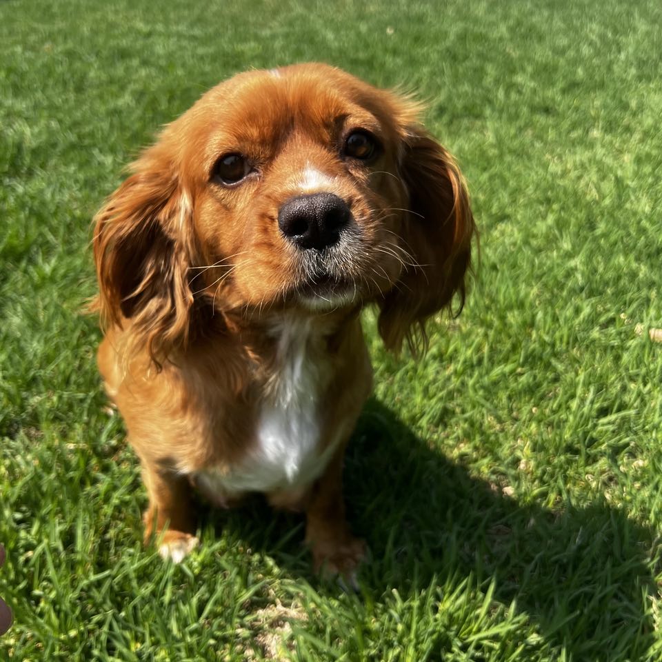 Cavoodle Mini Male Champ - Adopted