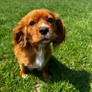 Cavoodle Mini Male Champ - Adopted