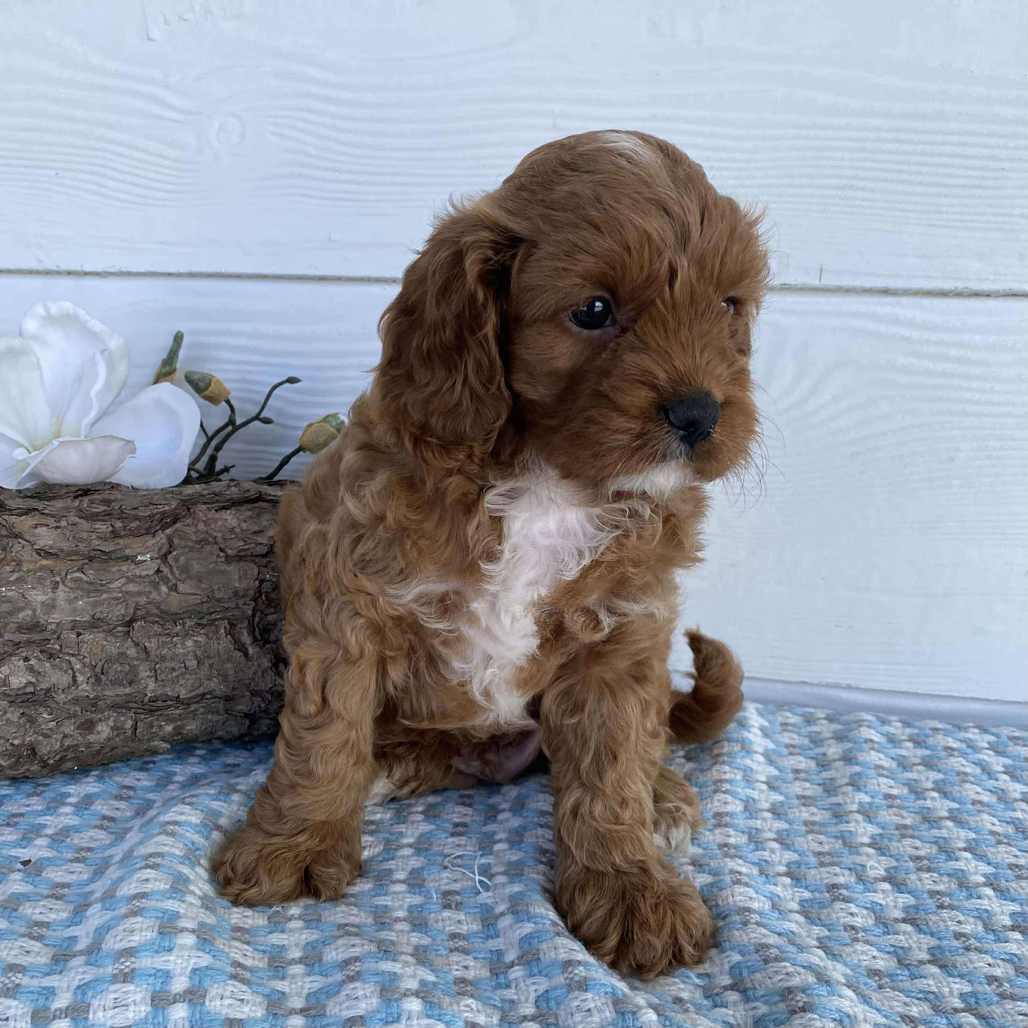 Cavoodle Mini Male Rocky - Available to Adopt 23rd March 2025