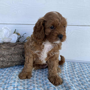Cavoodle Mini Male Rocky - Available to Adopt 23rd March 2025