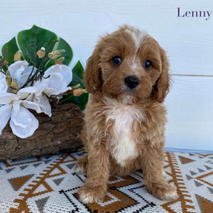 .Cavoodle Toy Male Lenny- Available Now to Adopt