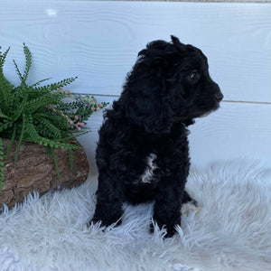 Cavoodle X Mini Male Wizard - Available to Adopt 9th March 2025