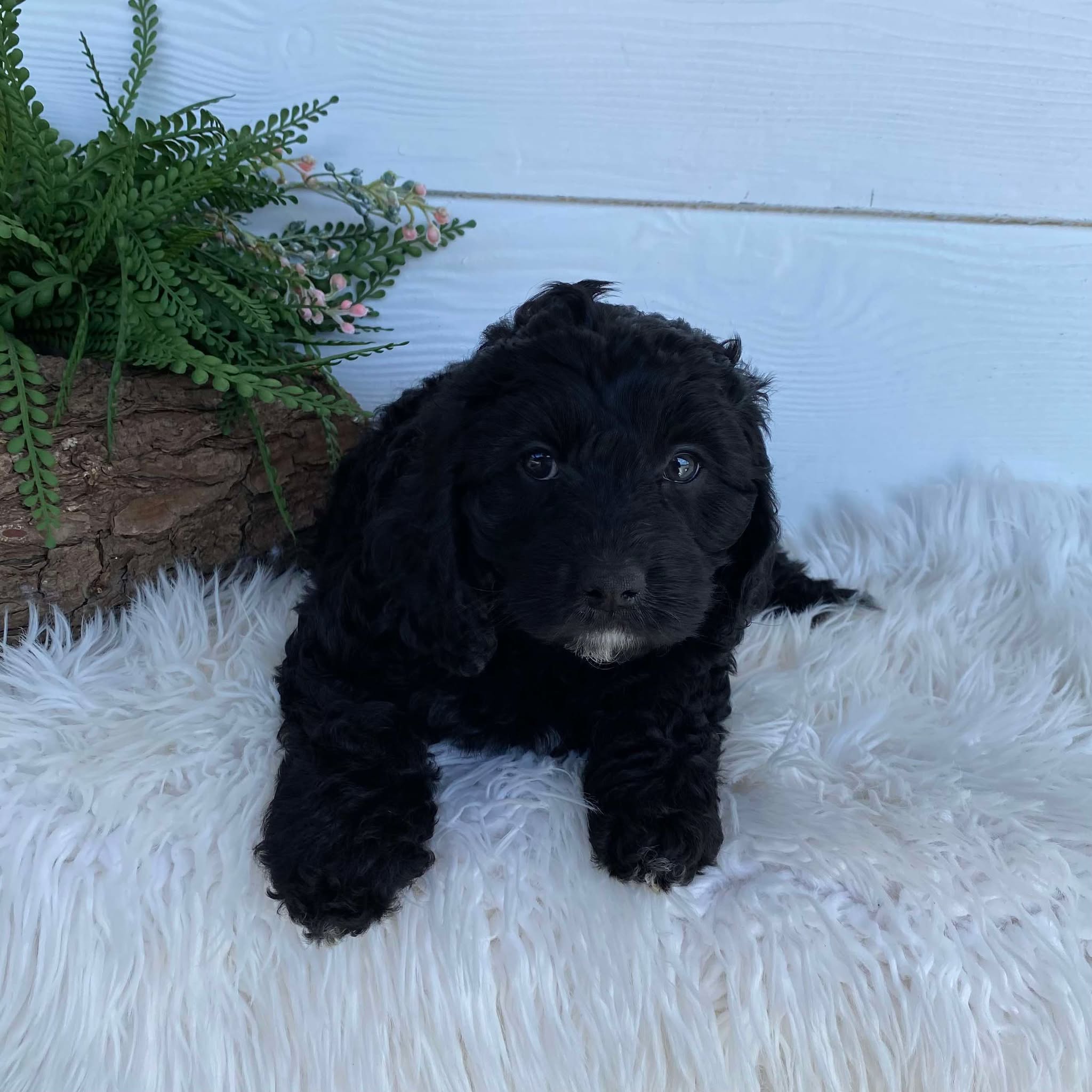 Cavoodle X Mini Male Wizard - Available to Adopt 9th March 2025